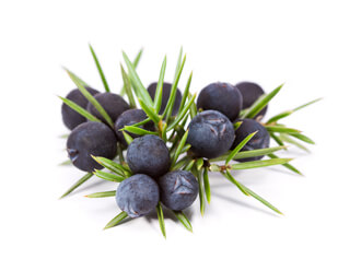 AROMASE 5a Juniper Scalp Purifying Liquid Shampoo